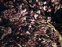 > 4/12　夜桜