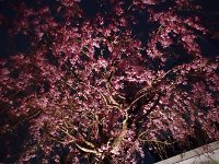 > 4/12　夜桜