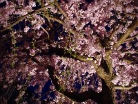 > 15日　夜桜