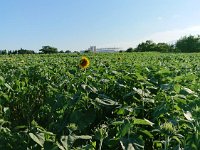 やっと咲き始めました。1週間以上前の様子です。