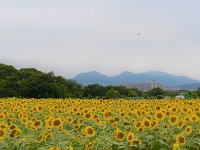 畑・マンション・山並み・・・珍しい組み合わせ